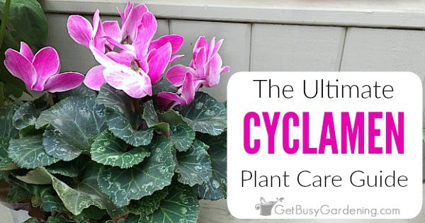 Cyclamen flower care instructions