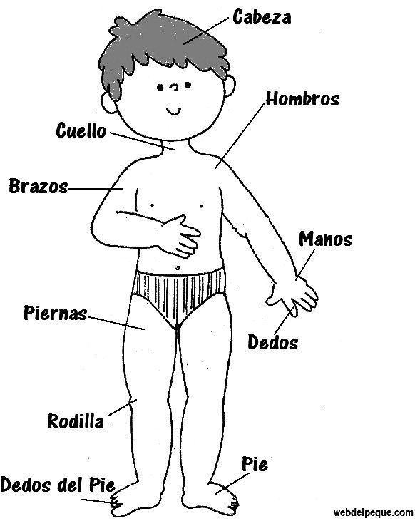 Aprender a dibujar cuerpo humano pdf