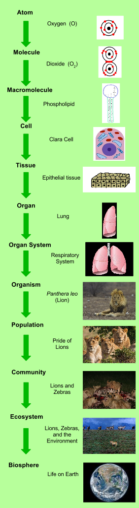 Example of order in biology
