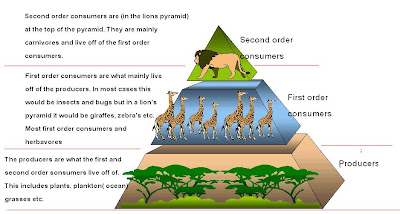 Example of order in biology